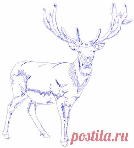 Рисуем оленя