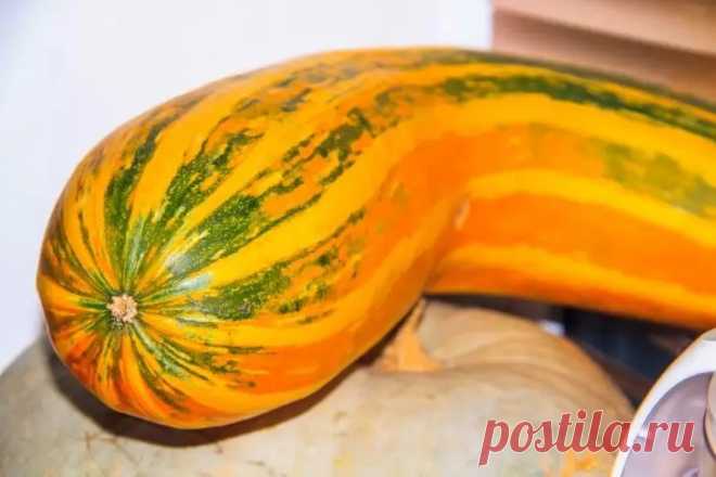 Кабачки растут в 3 раза быстрее: метод, который скрывали фермеры из-за жадности. Несколько советов, которые помогут собрать богатый урожай кабачков.