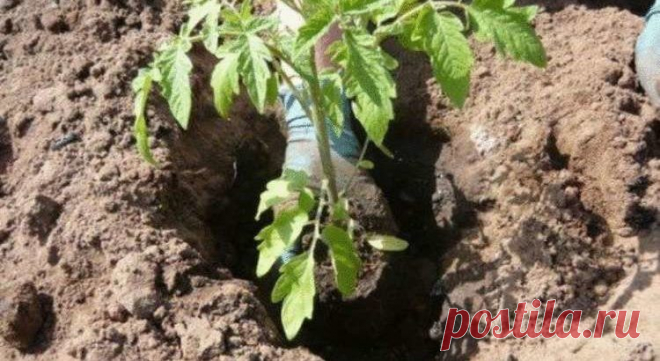 Что необходимо класть в лунку при посадке помидоров? Полезные советы — Мир интересного