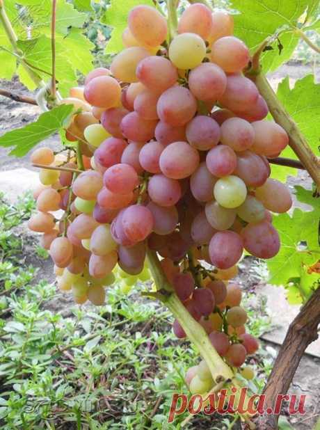 Что необходимо сделать на винограднике в Августе | Популярное Садоводство