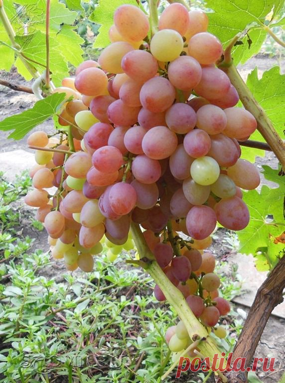 Что необходимо сделать на винограднике в Августе | Популярное Садоводство