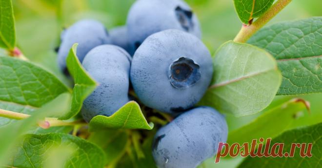 Сорта голубики садовой: 50 лучших видов с описанием и характеристиками фото