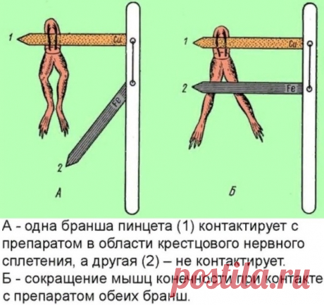 Эвристическое задание 2-й части
 23 линия (Формат демоверсии ЕГЭ 2023)

Луиджи Гальвани последовательно прикреплял пинцеты из разных металлов (гальваническую пару) к влажному препарату лягушки и наблюдал за ним. На рисунках А и Б показано описание опыта.

23. Какую нулевую гипотезу (принимаемое по умолчанию предположение, что не существует связи между двумя наблюдаемыми событиями) смог сформулировать исследователь перед постановкой эксперимента? Почему результаты экспериме...