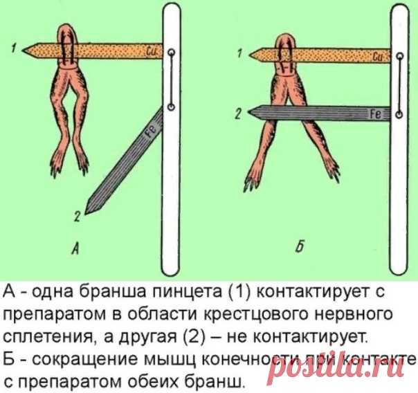Эвристическое задание 2-й части
 23 линия (Формат демоверсии ЕГЭ 2023)

Луиджи Гальвани последовательно прикреплял пинцеты из разных металлов (гальваническую пару) к влажному препарату лягушки и наблюдал за ним. На рисунках А и Б показано описание опыта.

23. Какую нулевую гипотезу (принимаемое по умолчанию предположение, что не существует связи между двумя наблюдаемыми событиями) смог сформулировать исследователь перед постановкой эксперимента? Почему результаты экспериме...