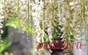 Природа обои на рабочий стол - страница 187