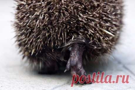 А вы видели пяточку ежа?
#animals@discovery__world
