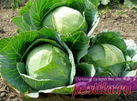 (50) Одноклассники Капуста уход