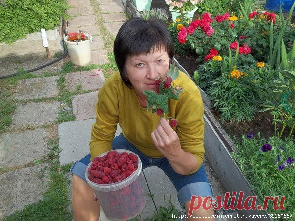 Способ омоложения малины