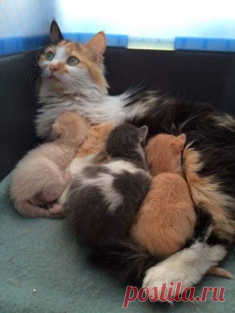 Такие заботливые мамы: Фотографии животных, которые немного устали от своих детёнышей