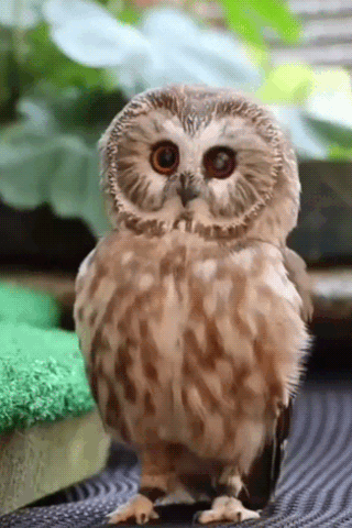 Птичка