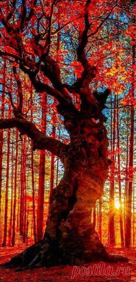 (2) Pinterest
