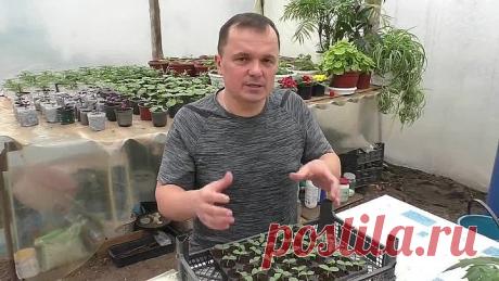 Всходы огурцов появились через 3 дня - что срочно сразу делаем!