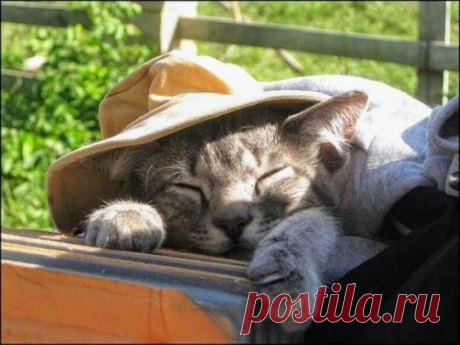 Котик-дачник