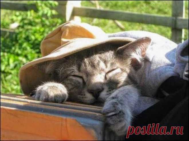 Котик-дачник