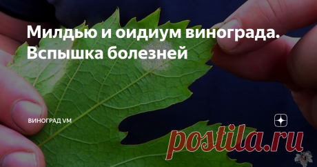 Милдью и оидиум винограда. Вспышка болезней Сегодня я расскажу Вам о таких распространённых болезнях винограда, как "Милдью" и "Оидиум".
В связи с тем, что на протяжении пяти дней стоит дождливая погода на многих виноградниках в нашем регионе начались вспышки различных болезней.
А именно таких болезней, как "Милдью" и "Оидиум".