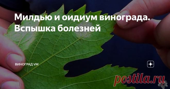 Милдью и оидиум винограда. Вспышка болезней Сегодня я расскажу Вам о таких распространённых болезнях винограда, как 