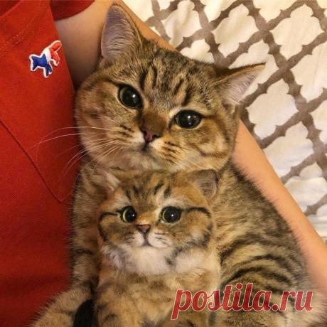 Букет котят