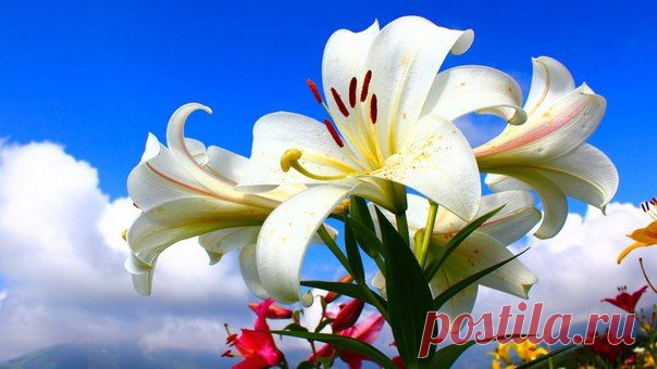 4 СПОСОБА РАЗМНОЖИТЬ ЛИЛИИ