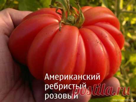 Таких помидор у соседей нет