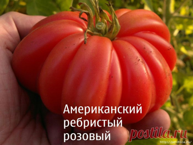 Таких помидор у соседей нет