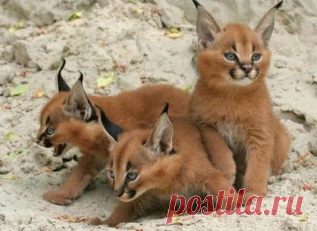 Одноклассники