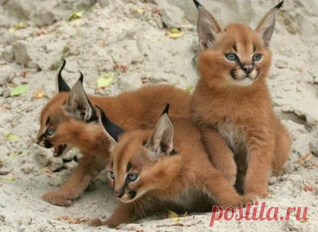 Одноклассники