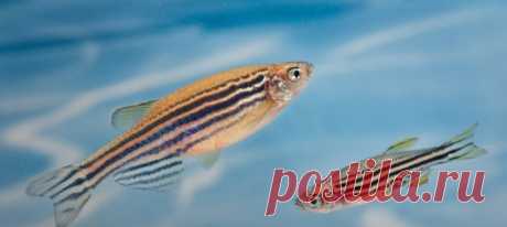 Накорми стрессующую рыбку смесью флуоксетина с иммуномодуляторами – и будет ей счастье. А в перспективе – и нам всем. Биологи выяснили, как помочь полосатым данио-рерио справиться со стрессом. Эти рыбки незаменимые помощники ученых – более 70% человеческих генов повторяются в геноме данио, а за разные заболевания человека ответственны порядка 80% общих генов.