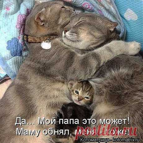 kotomatritsa_H.jpg (Изображение JPEG, 480 × 480 пикселов)