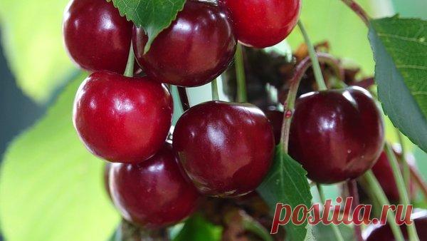 Любителям вишни. Советы по уходу и повышению урожайности | MOSGRUNT.RU ПОСТАВКА ГРУНТОВ | Яндекс Дзен