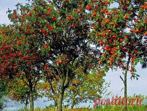 25 мая — Епифанов день, Рябиновка - Астрору