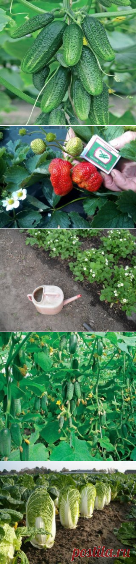 1 непрочитанный чат