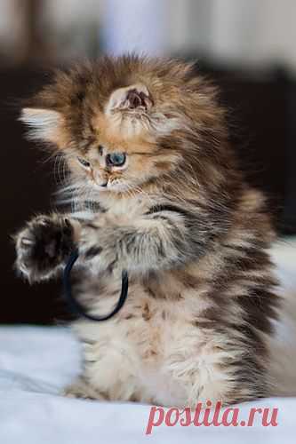 Cute baby animals - sofeminine.co.uk