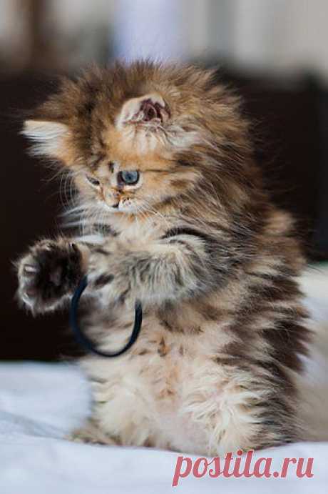 Cute baby animals - sofeminine.co.uk