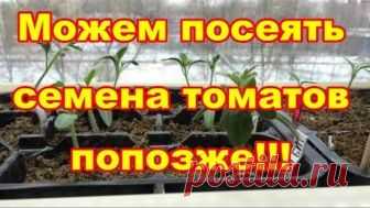 Семена томатов можем посеять попозже,используя этот метод