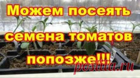 Семена томатов можем посеять попозже,используя этот метод