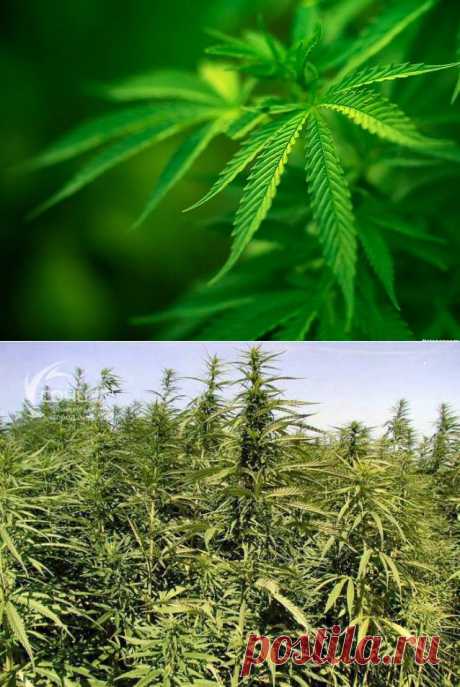Конопля - запрещенный рецепт здоровья | Домашняя аптечка