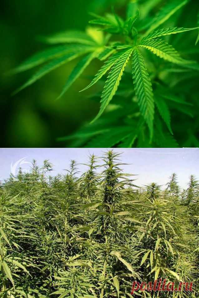 Конопля - запрещенный рецепт здоровья | Домашняя аптечка