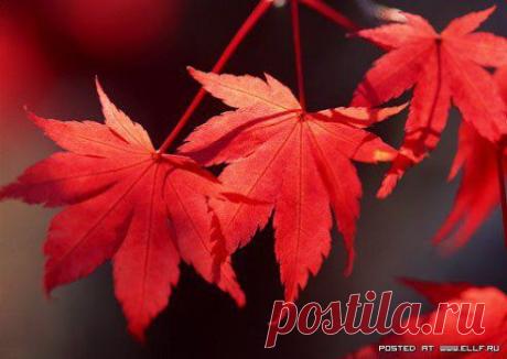 ЖЕНЩИНА ПО ИМЕНИ ОСЕНЬ
Бродит по заброшенным дачам.
Может быть, удачу приносит,
Может быть, украдкой заплачет.

Отворите окна и двери.
Женщина устала, наверно.
Это - осень, это – потери,
Или просто слабые нервы.

На кого она так похожа,
Отражаясь в сумраке ночи?
И – мороз, внезапно, - по коже!
Мы ведь с нею близкие очень.

И опять вопросы, вопросы,
Словно переполнен виною …
Женщина по имени Осень
Станет молодою Весною.

Петр Давыдов