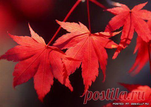 ЖЕНЩИНА ПО ИМЕНИ ОСЕНЬ
Бродит по заброшенным дачам.
Может быть, удачу приносит,
Может быть, украдкой заплачет.

Отворите окна и двери.
Женщина устала, наверно.
Это - осень, это – потери,
Или просто слабые нервы.

На кого она так похожа,
Отражаясь в сумраке ночи?
И – мороз, внезапно, - по коже!
Мы ведь с нею близкие очень.

И опять вопросы, вопросы,
Словно переполнен виною …
Женщина по имени Осень
Станет молодою Весною.

Петр Давыдов