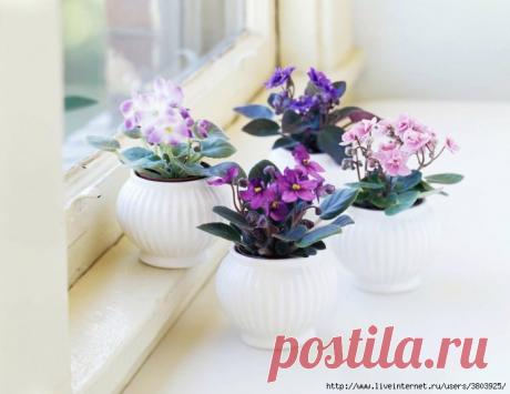 Фиалки цветут и пахнут даже зимой… а всё благодаря этому простому средству из аптечки!