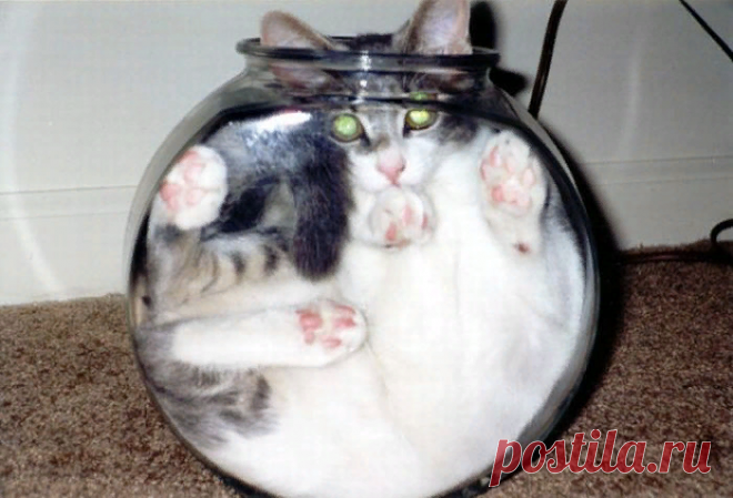 Необычные кошки и их удивительные позы — подборка смешных фото | Manki Blog | Яндекс Дзен