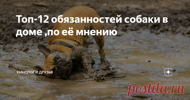 Топ-12 обязанностей собаки в доме ,по её мнению Статья автора «Кинологиня и её озорная семейка» в Дзене ✍: 1.