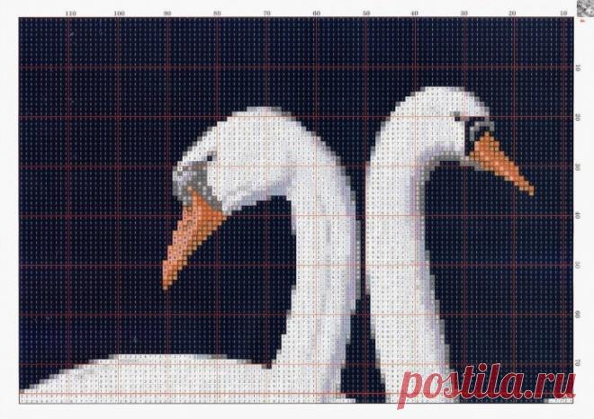 ​Лебединая семья