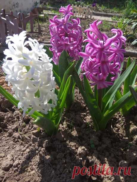 Ароматное великолепие...💕🙂