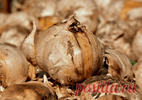 Календарь сезонных работ в саду: декабрь - Planetalsad