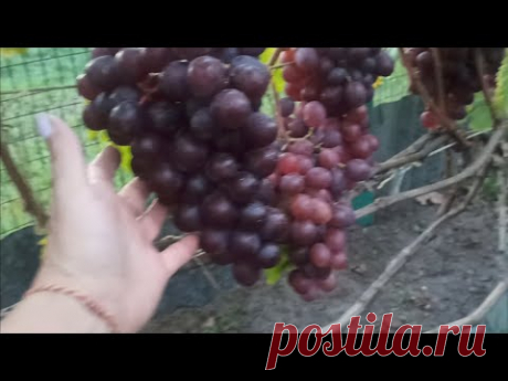 💁🍇 Как я вырастила виноград в Подмосковье сначала и до сбора урожая 🍇🍇🍇