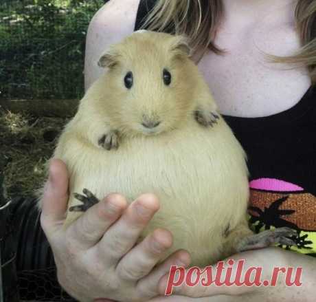 Беременные животные