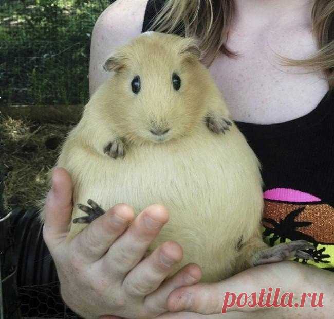 Беременные животные