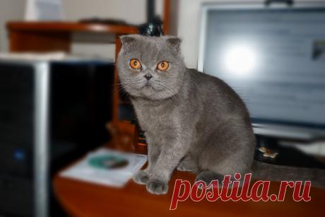 Серьёзный кот Санька