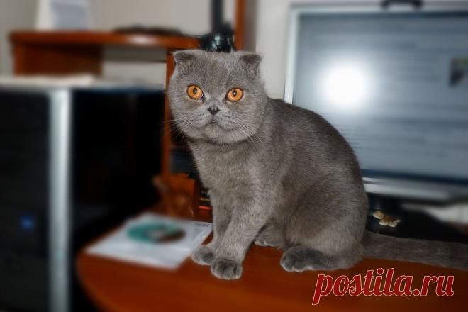 Серьёзный кот Санька